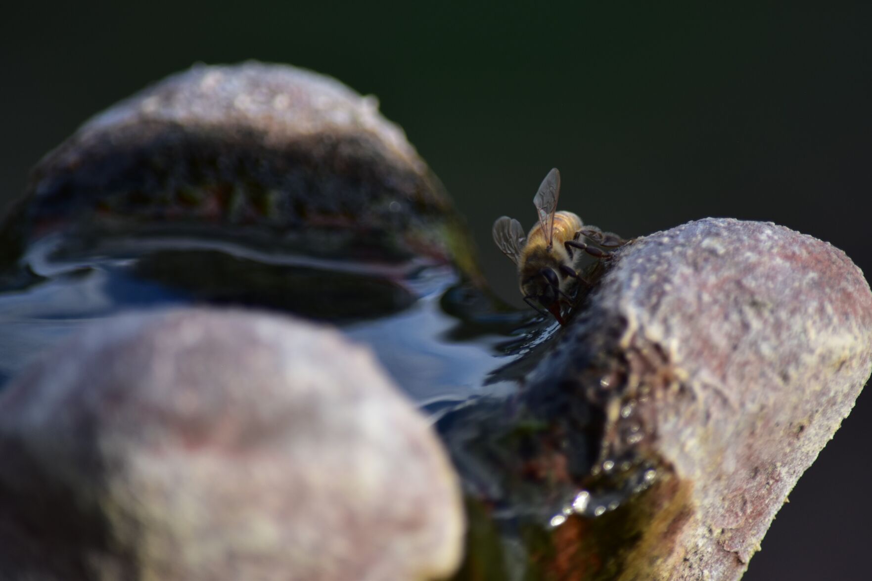Honeybee drinking water